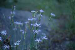 Dianthus orientalis var. angulatus